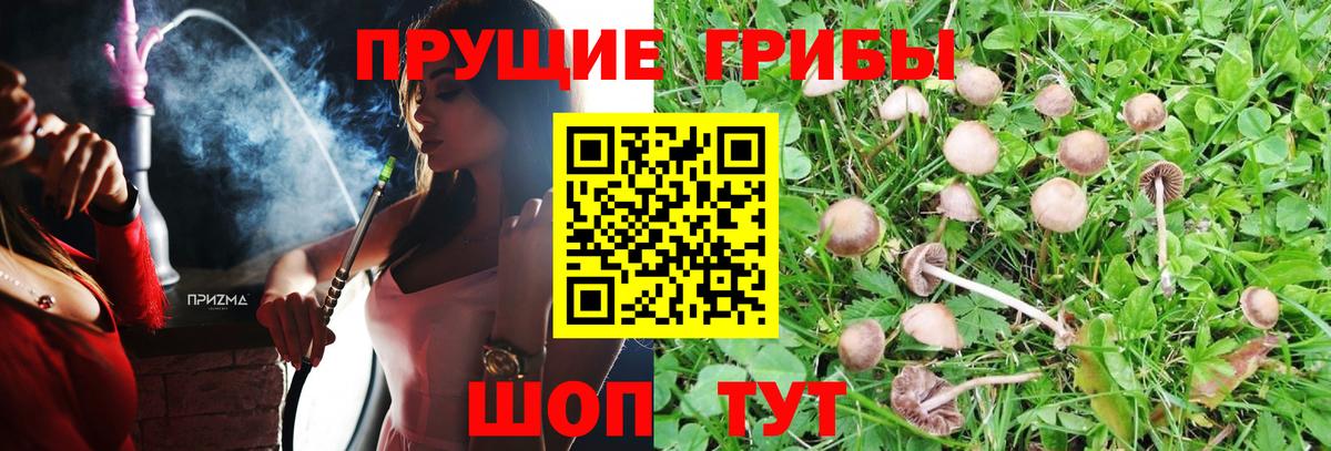 Новошахтинск  Галлюциногенные грибы Psilocybine cubensis  хочу   Галлюциногенные грибы прущие грибы  Вход с VPN 